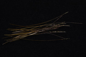 Hand Stripped Peacock Quill-1921