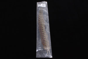 Ringneck Pheasant Tail Feather-2189