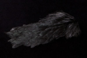India Hen Back black