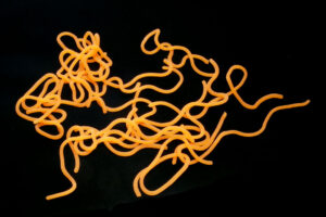 Caster's Squirmito fluo orange